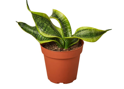 Snake Plant Twist