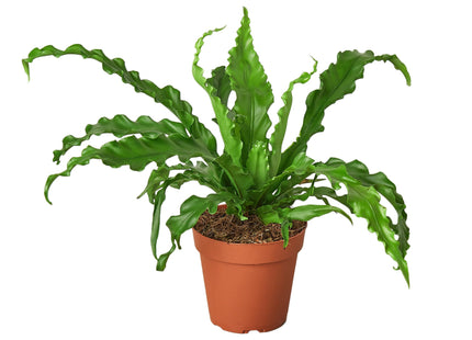 Bird’s Nest 'Victoria' Fern