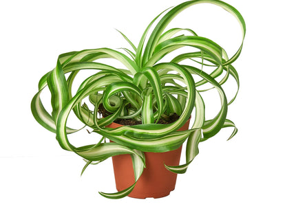 Spider Plant 'Bonnie'