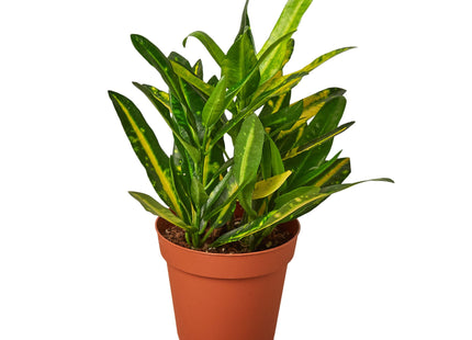 Croton 'Sunny Star'