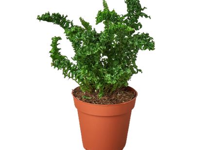Fern 'Emina'