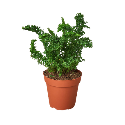 Fern 'Emina'
