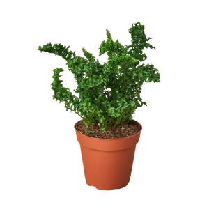 Fern 'Emina'