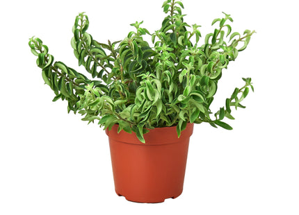 Curly Lipstick Plant