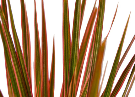 Dracaena 'Colorama'