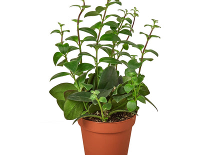 Lipstick Plant