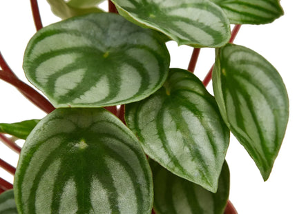 Peperomia Watermelon