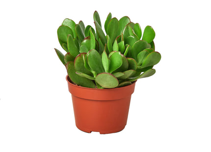 Succulent Crassula 'Jade'