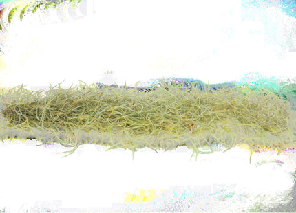 Tillandsia Air Plant Spanish Moss - 3 Pack