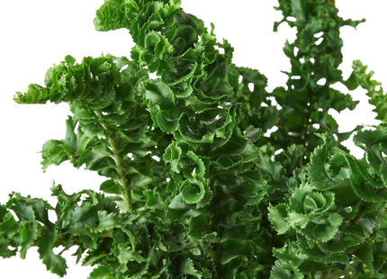 Fern 'Emina'