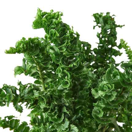 Fern 'Emina'