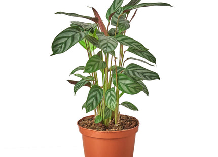 Calathea 'Grey Star'