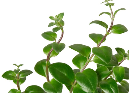 Lipstick Plant