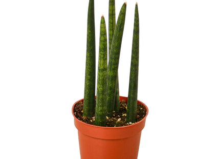 Snake Plant Cylindrica