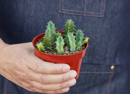Lifesaver Cactus