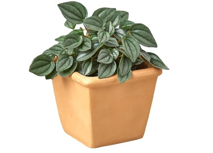1 Pre-Potted Subscription Box