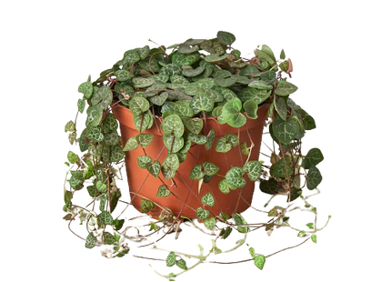 Succulent 'String of Hearts'