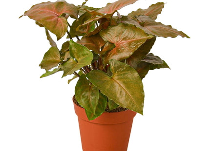 Syngonium Merry
