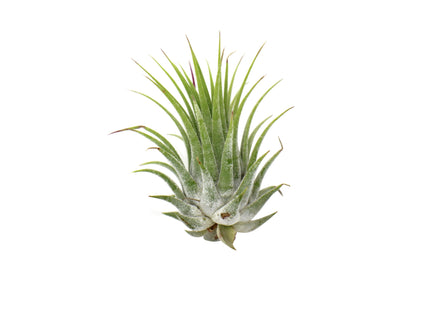Tillandsia Air Plant Ionantha - 25 Pack