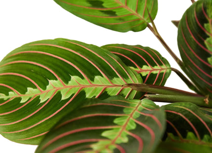 Maranta Red Prayer