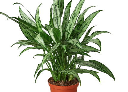 Chinese Evergreen 'Cutlass'