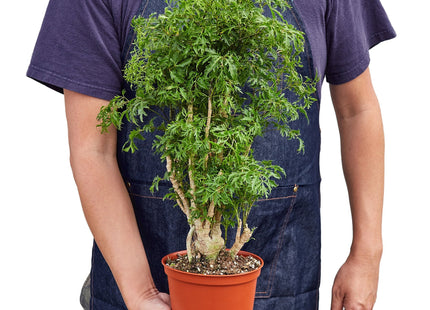 Aralia Ming Stump Plant