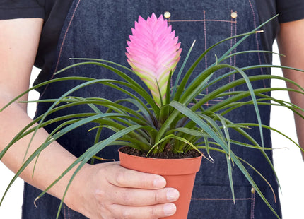 Bromeliad Cyanea 'Pink Quill'