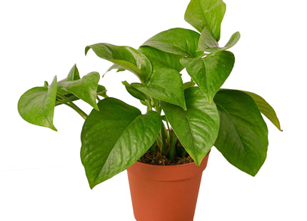 Pothos 'Green Queen'