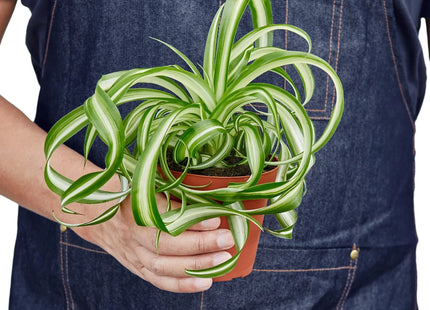 Spider Plant 'Bonnie'