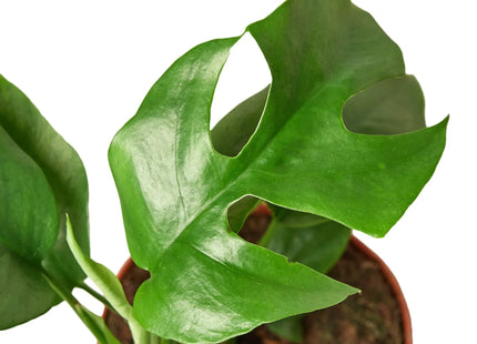 Philodendron Mini Monstera Minima