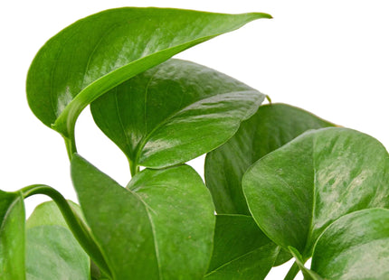 Pothos 'Green Queen'