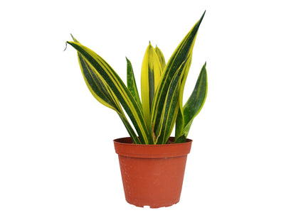 Snake 'Gold Flame'