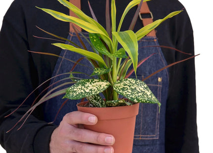 Dracaena 'Combo'