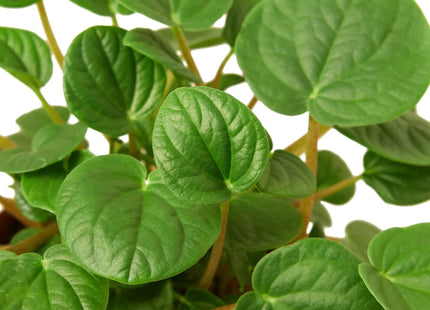 Peperomia 'Rana Verde'
