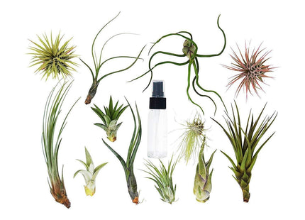 Tillandsia Air Plant Variety w/ Spray - 16 Pack - House Plant Shop