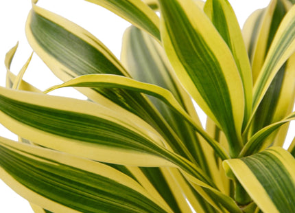 Dracaena 'Song of India'
