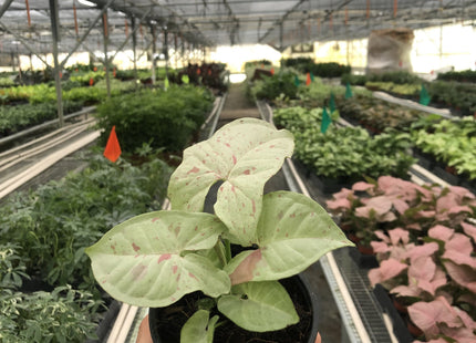 Syngonium 'Milk Confetti'
