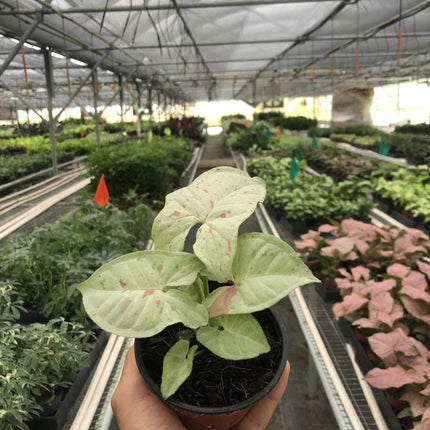 Syngonium 'Milk Confetti'