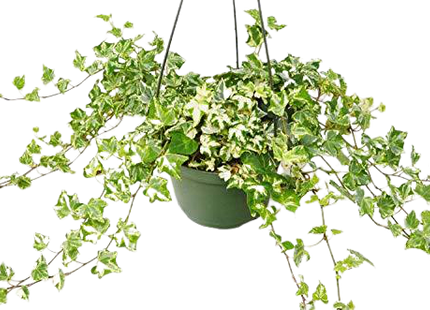English Ivy 'Kolibre'