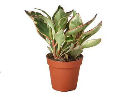 Peperomia 'Ginny'