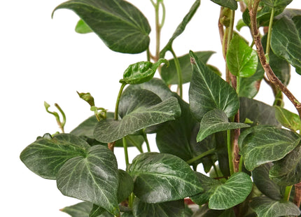 English Ivy 'Heart'
