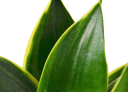 Snake Plant Emerald Star