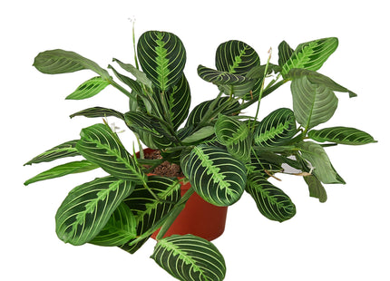 Maranta 'Lemon Lime'