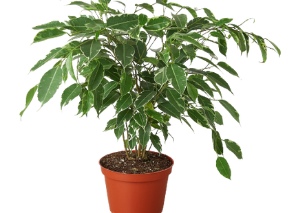 Ficus 'Breeze' - 6" Pot