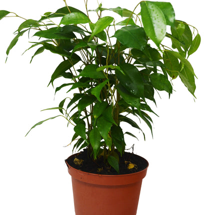 Ficus 'Benjamina'  | Live Plant for Indoor & Outdoor | House Plant Decor
