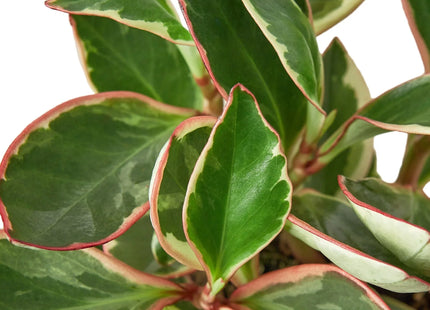 Peperomia 'Ginny'