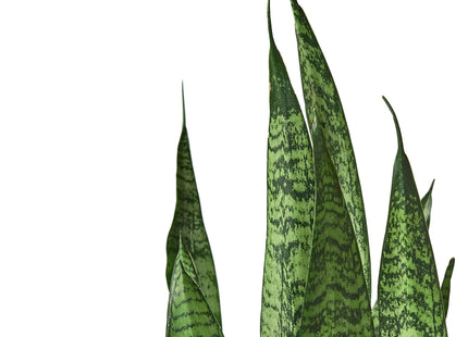 Snake Plant 'Zeylanica'
