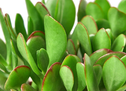 Succulent Crassula 'Jade'