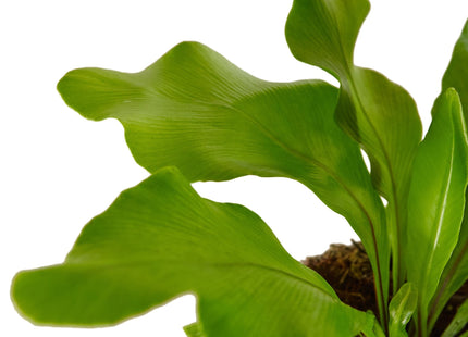 Bird's Nest 'Nidus' Fern