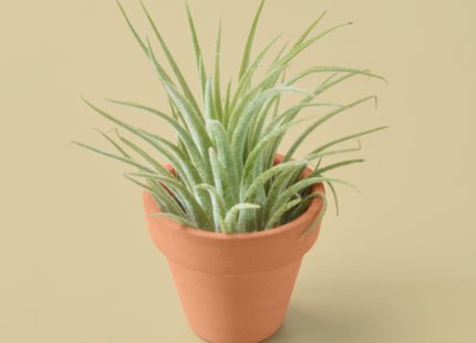 Ionantha Guatemala Tillandsia Air Plant with Terra Cotta